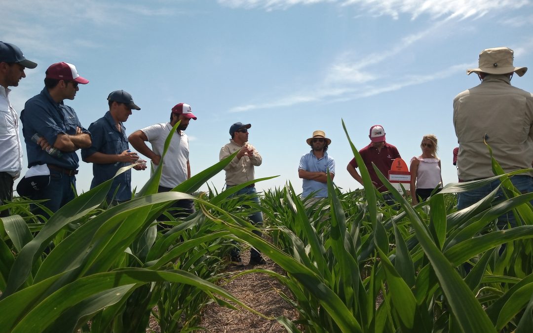Cultivo de Maíz y Módulos de Innovación Brevant