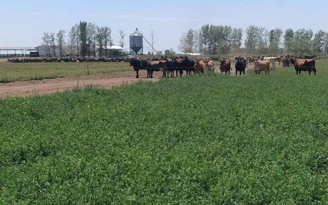 Harvxtra: Un salto en la productividad por hectárea